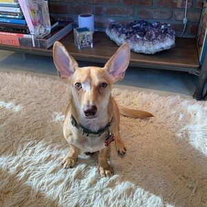 Meet your Posher, Ian